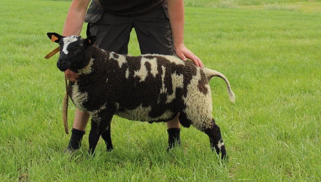 Bonte ram lammeren, Février, Mâle