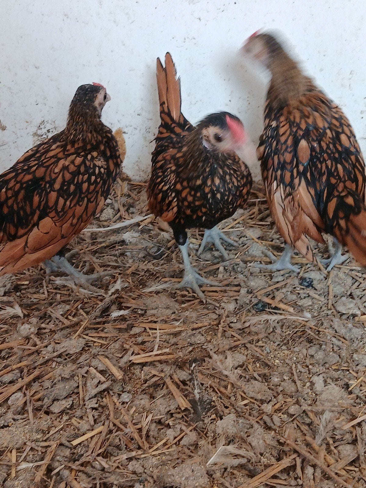 Sebright haantjes, Mannelijk, Kip