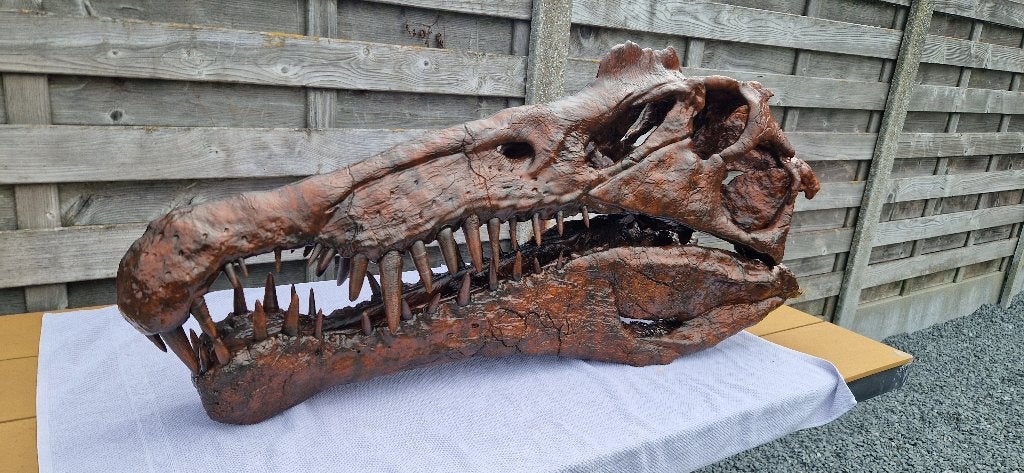 Spinosaurus schedel (replica op ware grootte), Ophalen