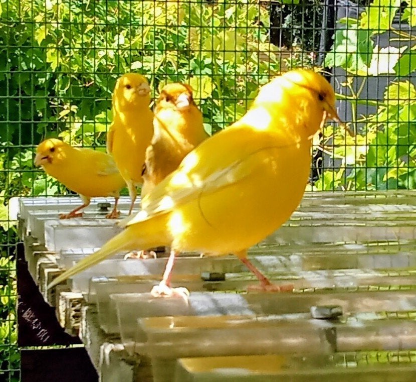Canari, Enlèvement