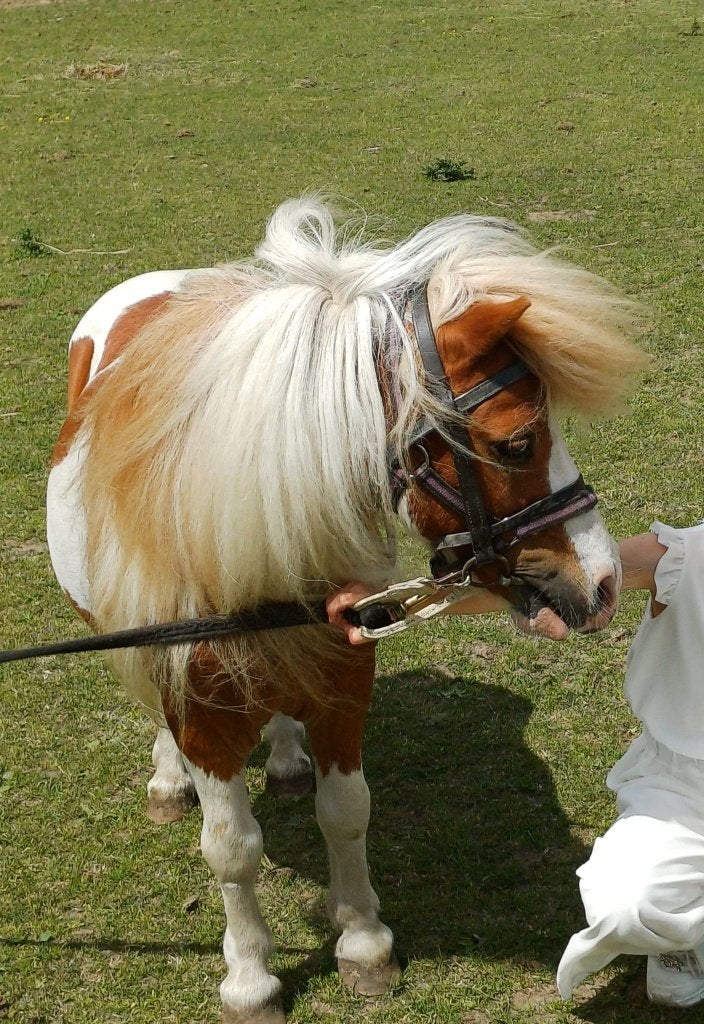 Shetland pony hengstje, Dieren en Toebehoren, Pony's, Met stamboom, Niet van toepassing, Hengst, A pony (tot 1.17m)