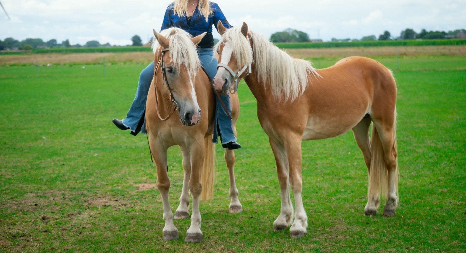 Zeer brave Haflinger, Animaux & Accessoires