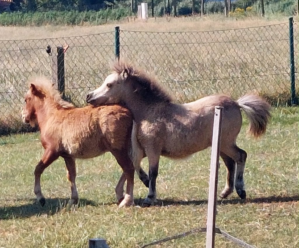 Amerikaanse Miniatuurpaarden hengst 2026, Avec pedigree, Poney de récréation, Poney A (jusqu'à 1.17 m), 0 à 2 ans