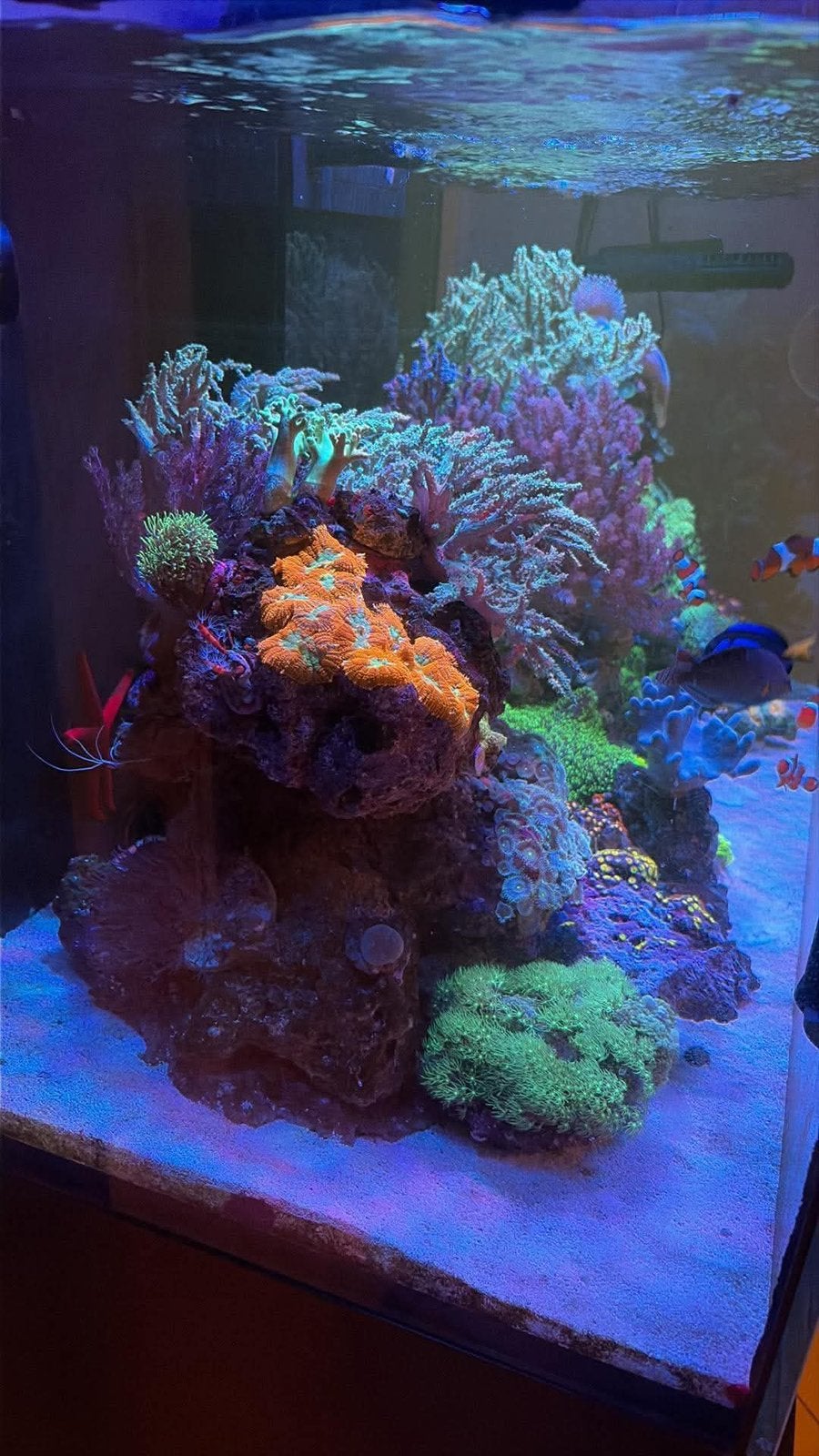Aquarium eau de mer 350l, Enlèvement, Comme neuf, Red Sea