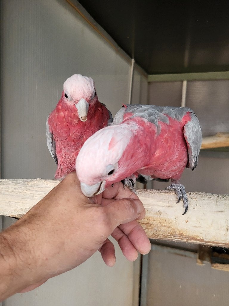 Jong onverwant handtam koppel rose kaketoes 2025, Plusieurs animaux, Perroquet, Domestique
