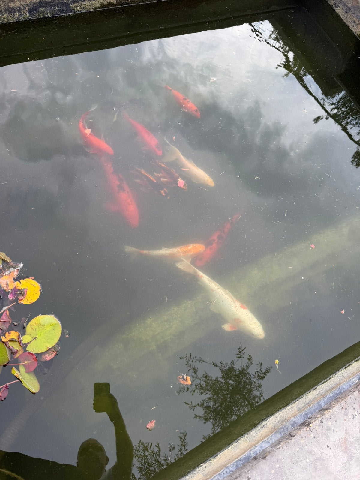 Koi’s te koop 10 stuks, Carpe ou Koï