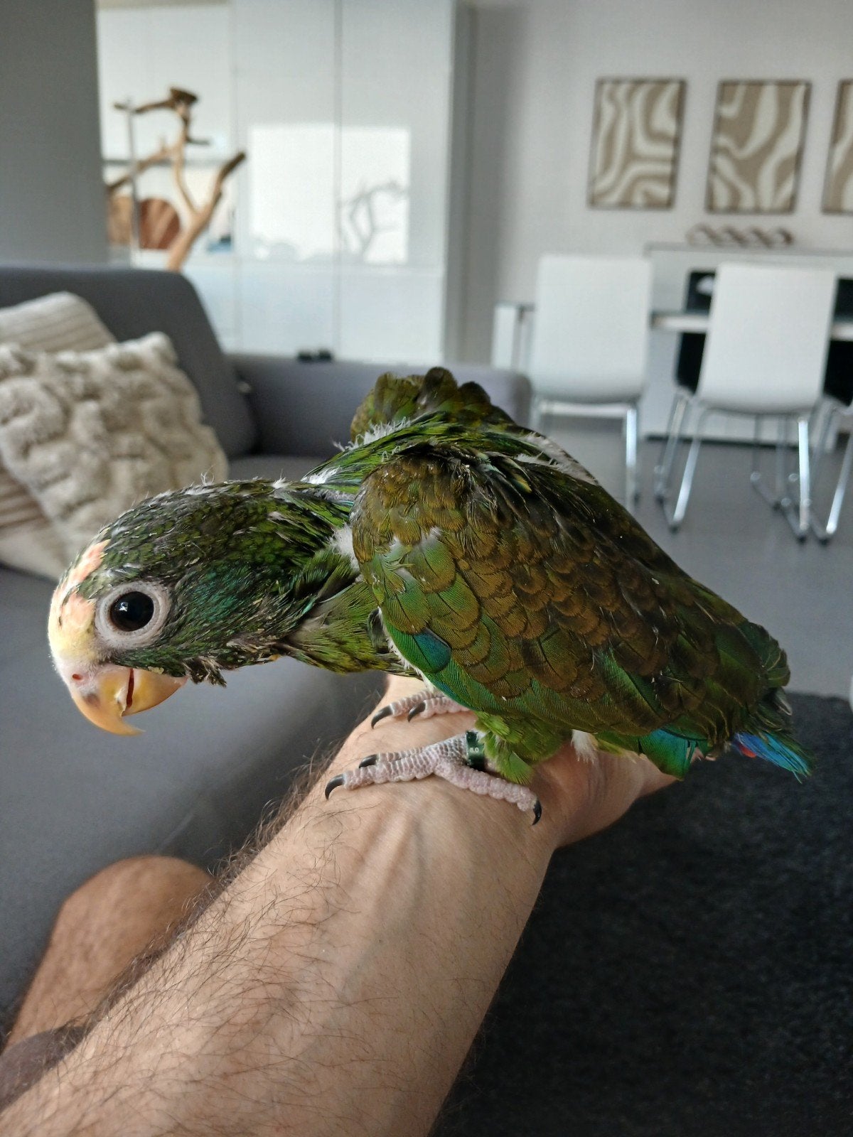 pionus senilis, Geslacht onbekend, Papegaai, Tam