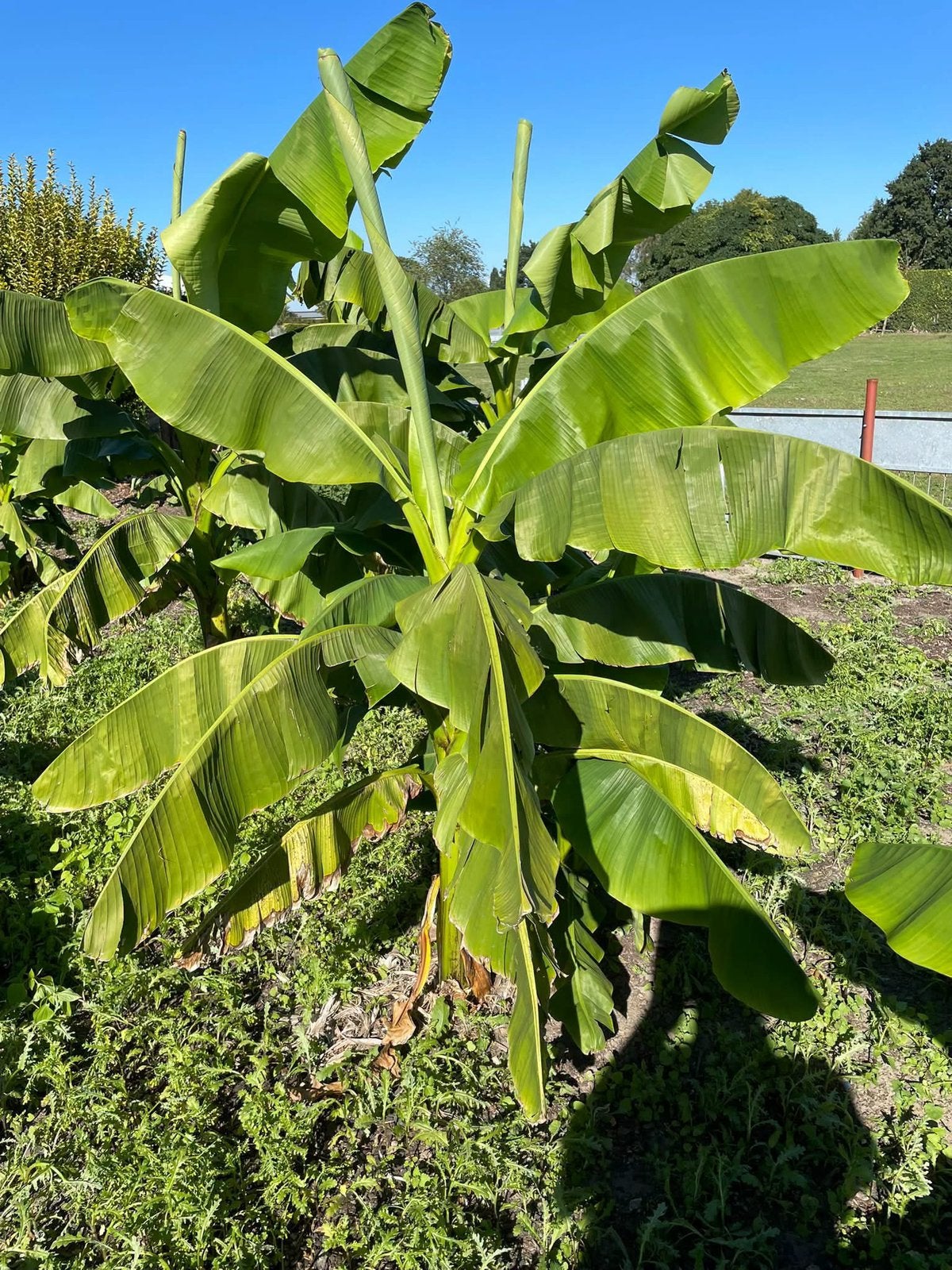 Bananenbomen, Tuin en Terras, Ophalen, Vaste plant