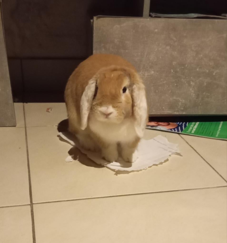 Mooie thuis gezocht voor hangoor konijn, Dieren en Toebehoren, Konijnen