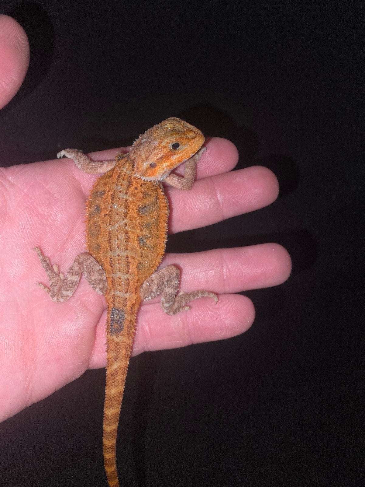 belle femelle dragon barbu orange foncé, Lézard, Domestique, 0 à 2 ans