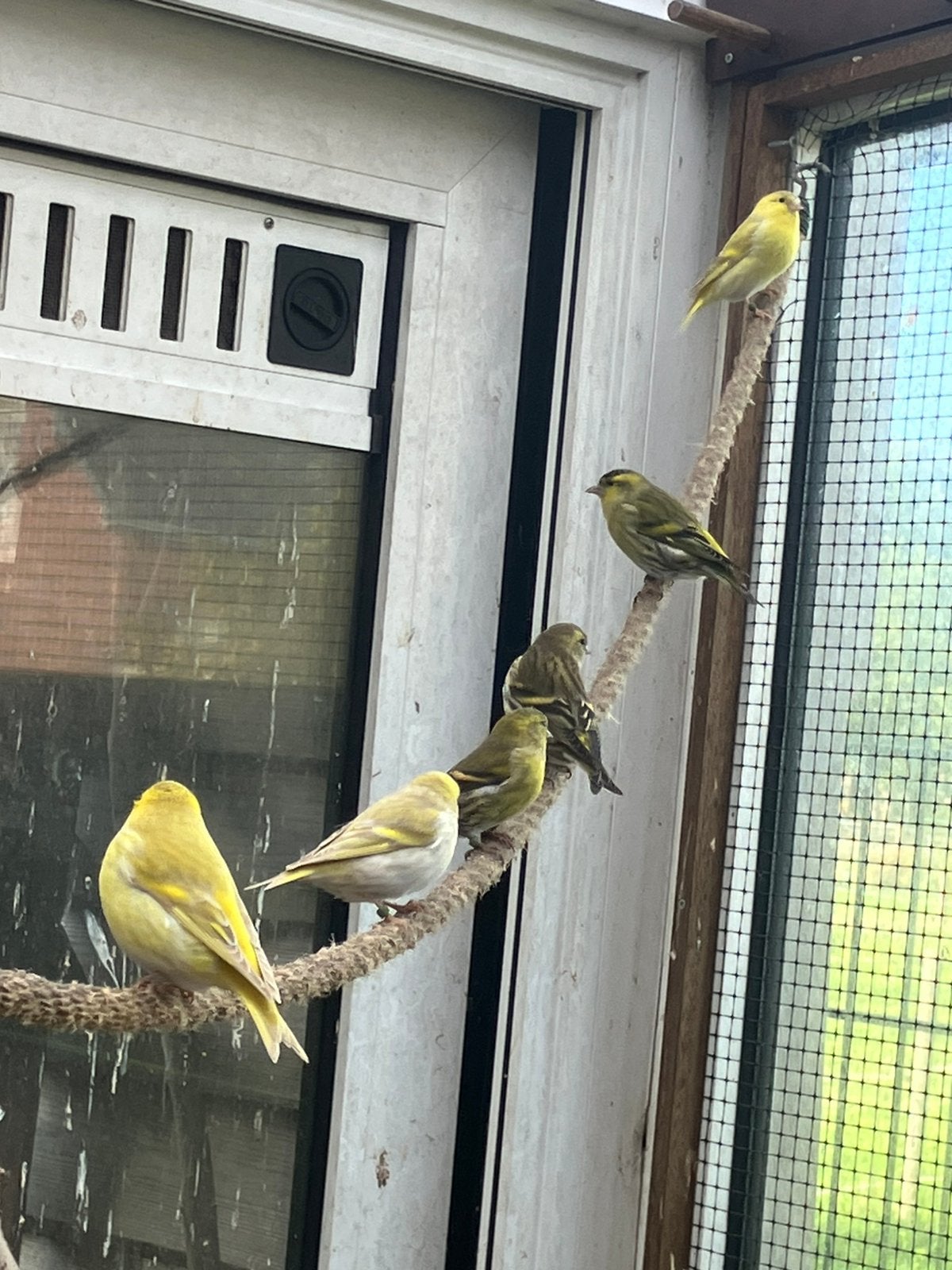Europesche sijzen, Meerdere dieren, Wildzangvogel, Geringd