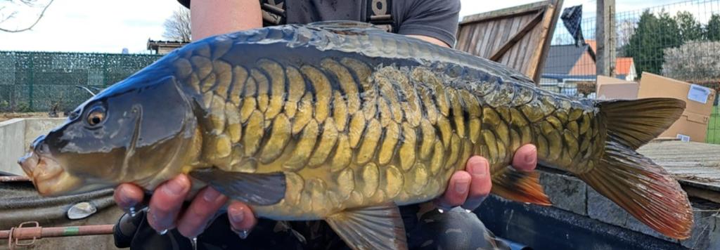 5 Mooie karpers te koop (volschub en rijen), Dieren en Toebehoren, Karper of Koi