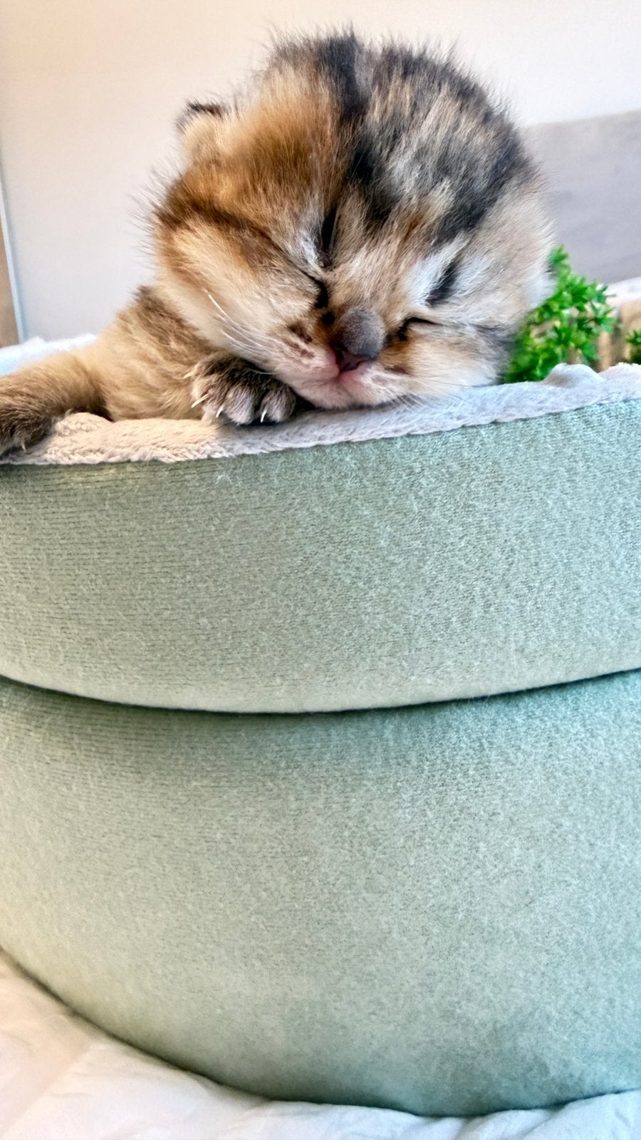 Prachtige Brits korthaar kittens, Meerdere dieren, Gechipt, 0 tot 2 jaar
