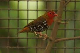 ASTRILDE SLEGELDRUPPELASTRILDE MAN 2024, Dieren en Toebehoren, Mannelijk, Tropenvogel, Geringd