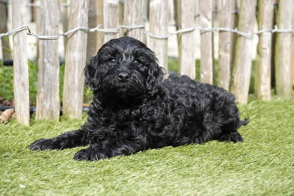 Prachtige Mini Labradoodle pups, met stamboom, Dieren en Toebehoren, Parvo, België, Overige rassen, 8 tot 15 weken