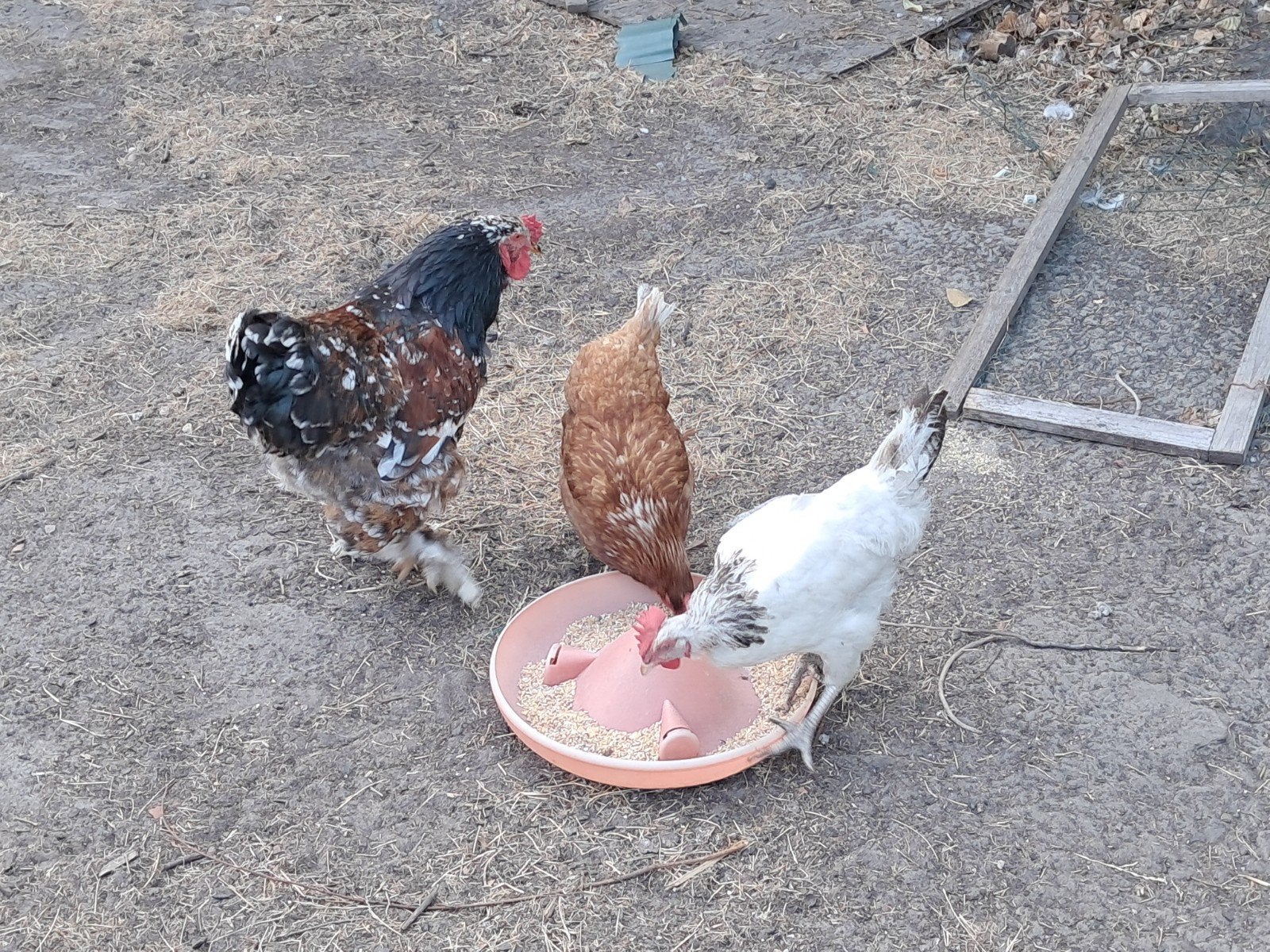 te koop kippen, Dieren en Toebehoren, Pluimvee