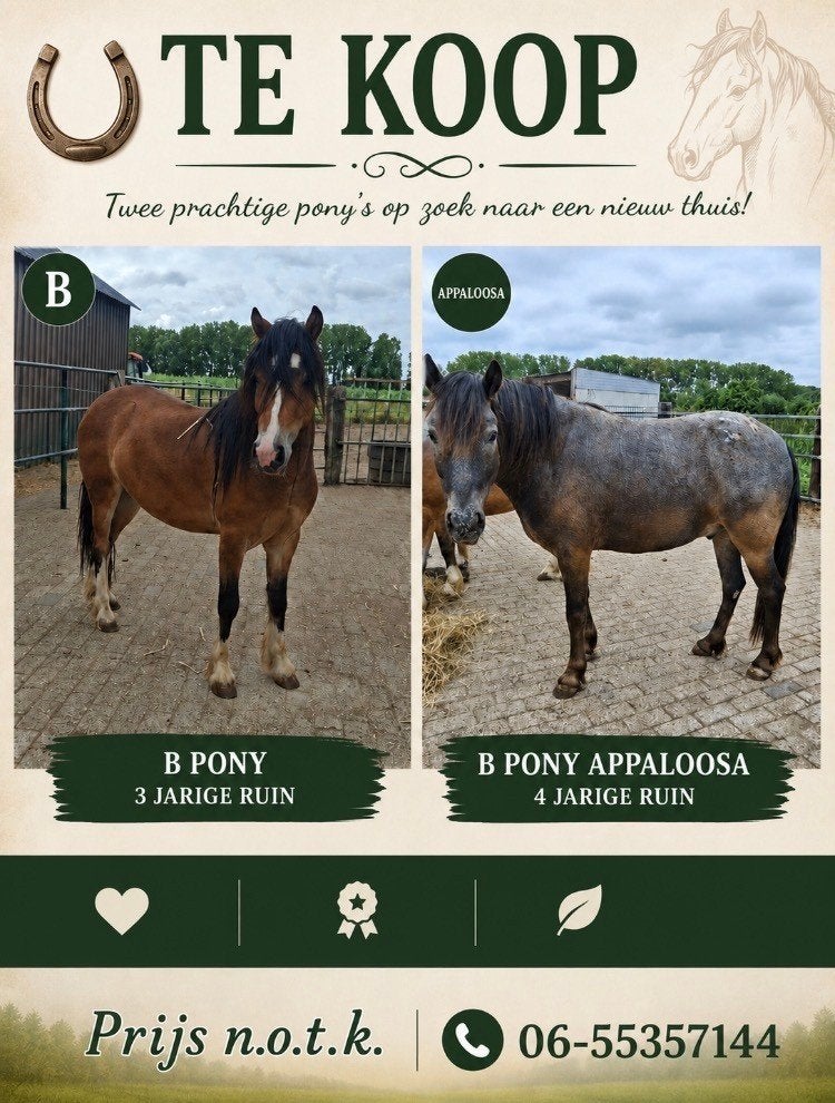 B pony, Dieren en Toebehoren, Pony's, Ruin, B