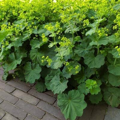 Alchemilla Mollis, Tuin en Terras, Planten | Tuinplanten, Ophalen, Vaste plant, Overige soorten