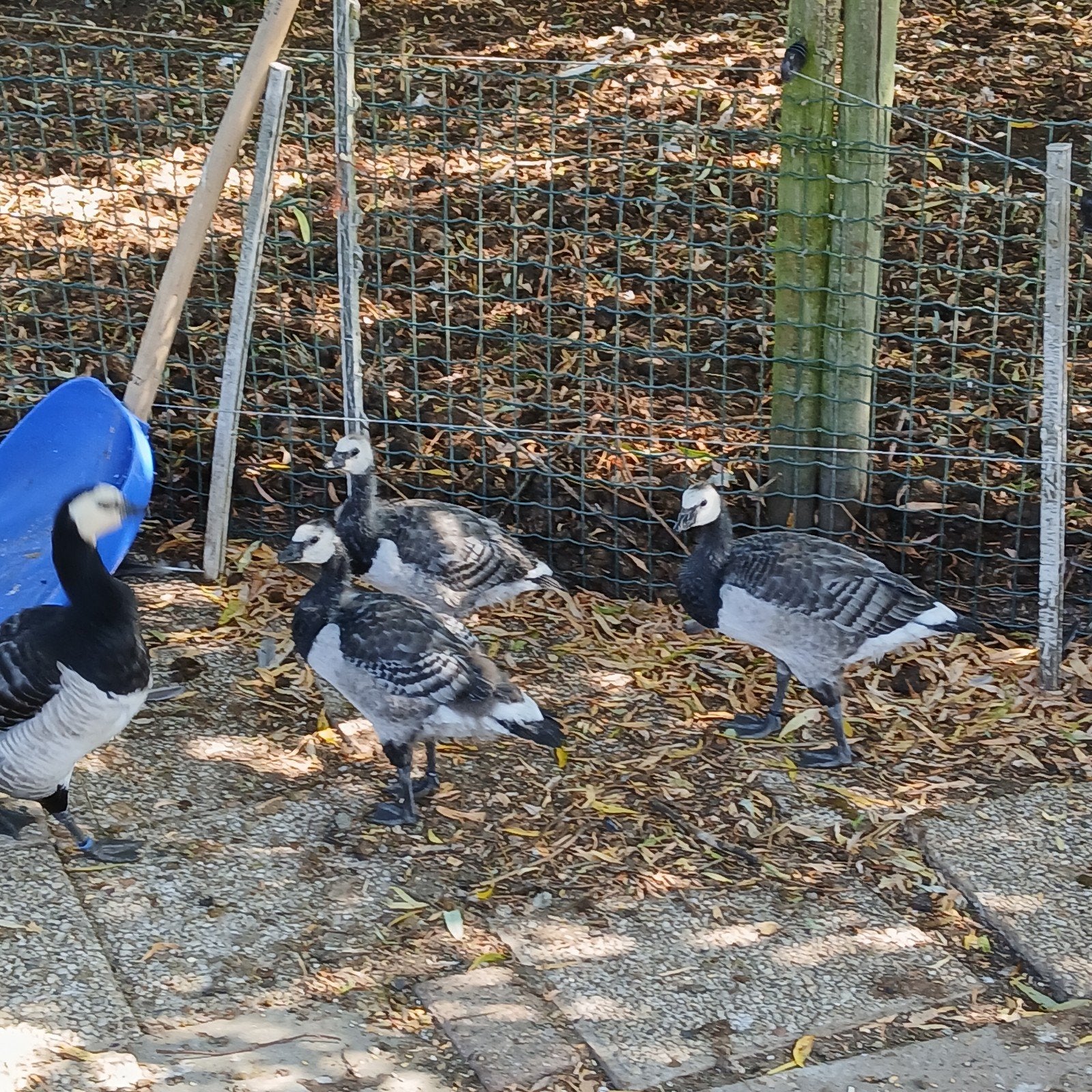 Brandganzen, Dieren en Toebehoren