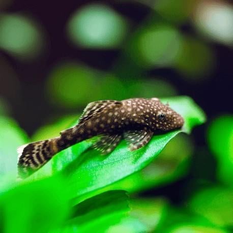 Ancistrus jongen, Dieren en Toebehoren, Vis, Zoetwatervis