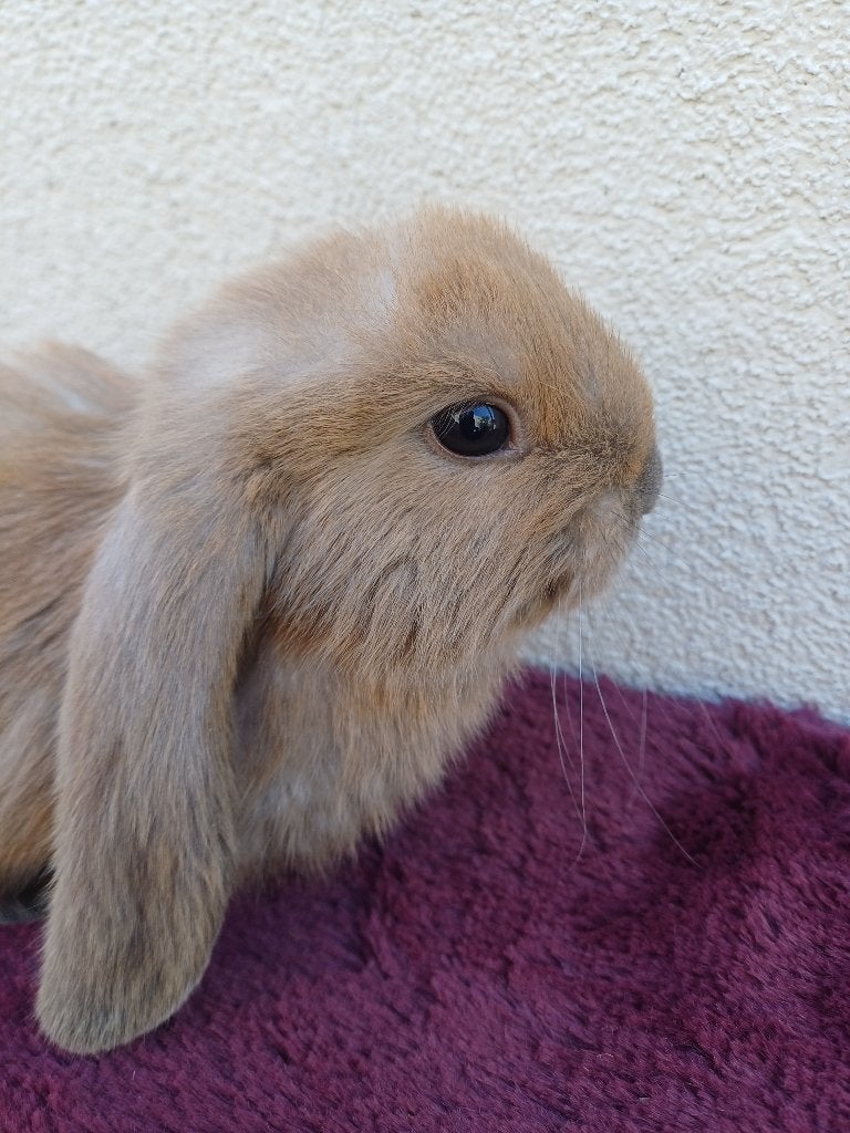 Franse hangoor ram, Mannelijk, Groot, Hangoor, 0 tot 2 jaar