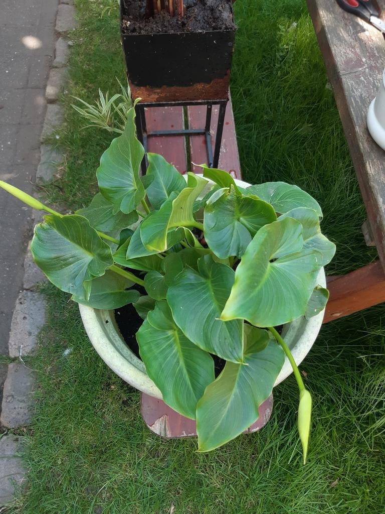 Aronskelk of calla, Enlèvement