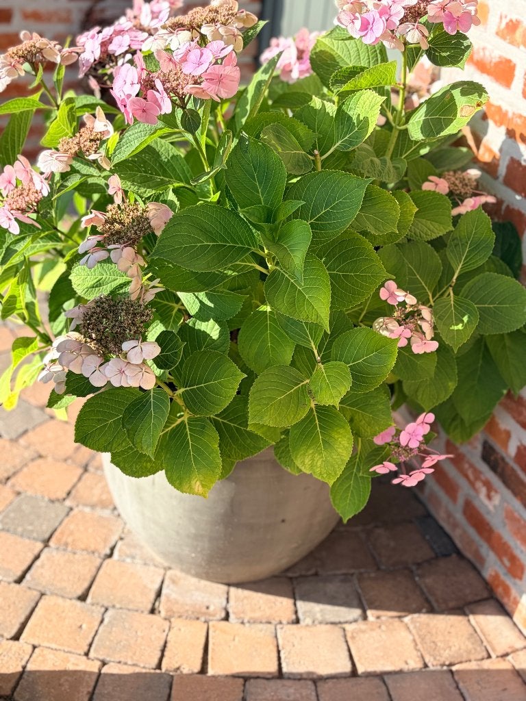 Hortensia, Tuin en Terras, Ophalen, Vaste plant