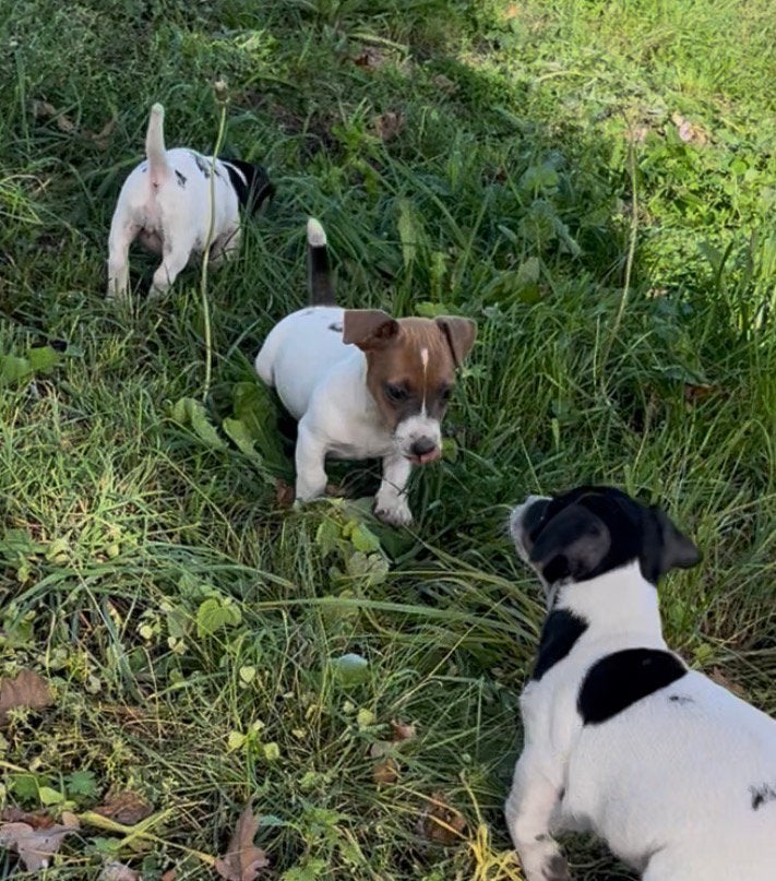 Jack Russell pups, Dieren en Toebehoren, België, Fokker | Hobbymatig, Jack Russell Terriër, 8 tot 15 weken