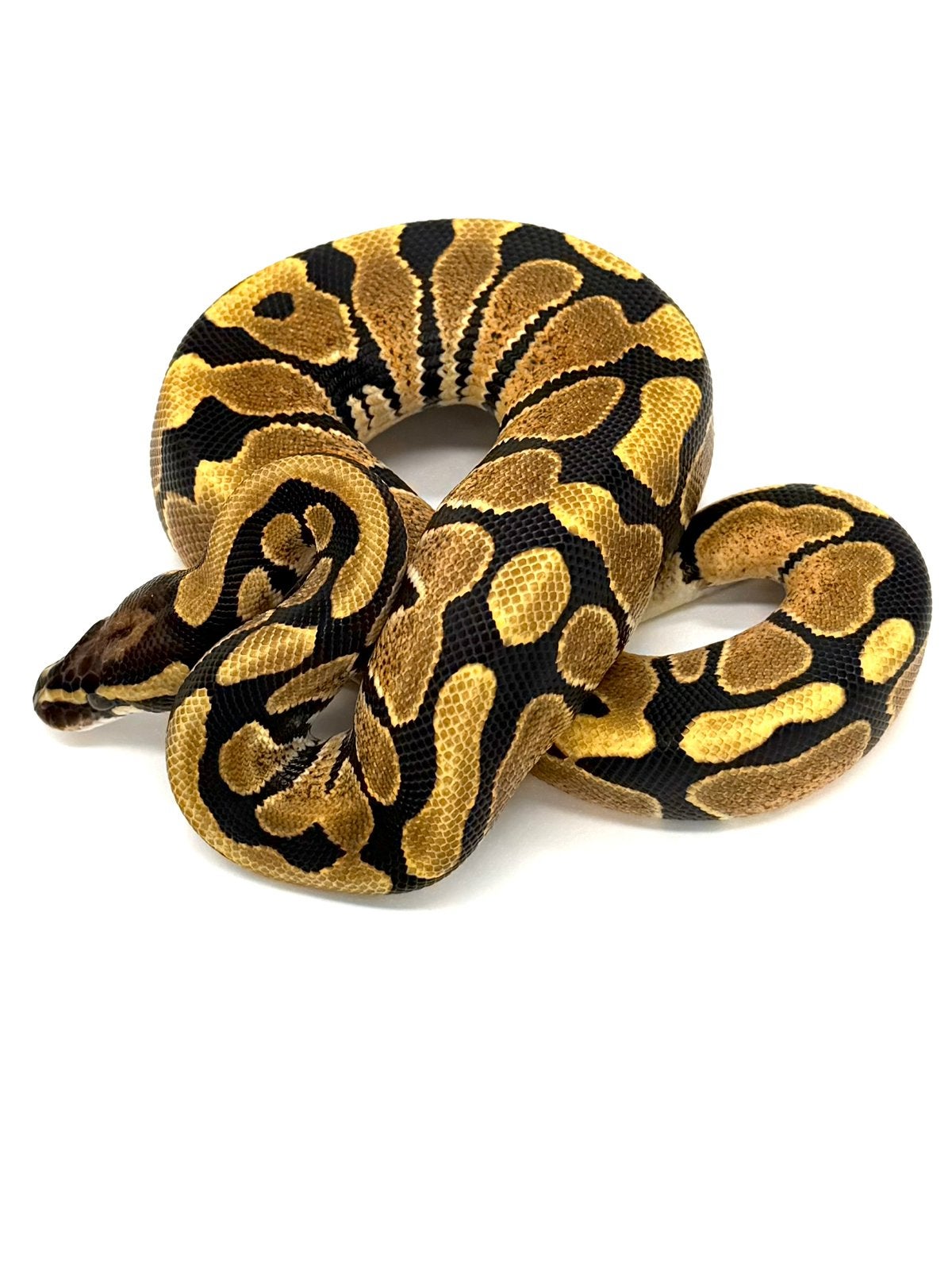 1.0 Het Hypo 66%het Puzzle Ball Python - male for sale from GenX