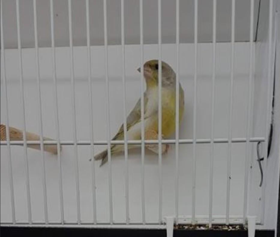 GEZOCHT, agaat groenvink man