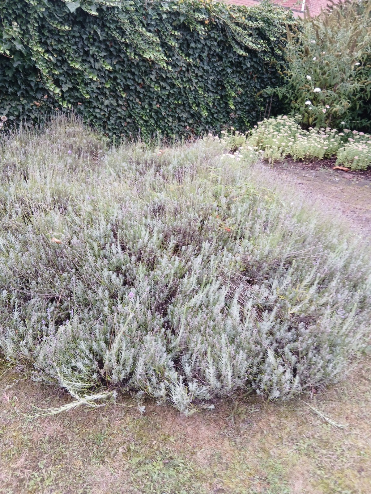 lavendelstruiken, Tuin en Terras, Ophalen
