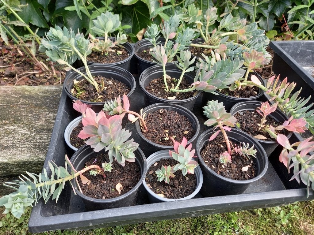 stekjes van wolfsmelk-euphorbia- kruipende vaste plant, Ophalen, Vaste plant