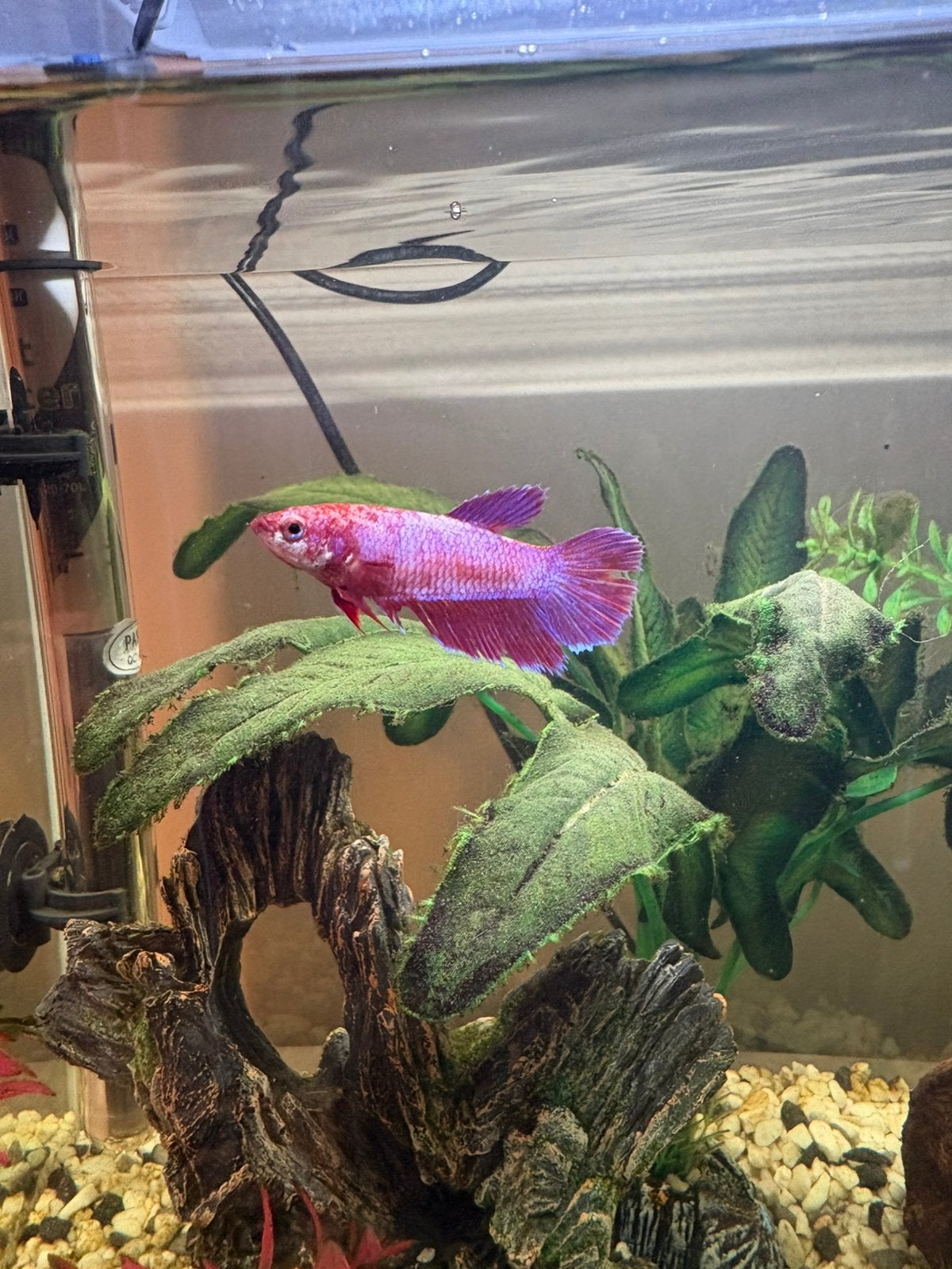 Betta femelles, Animaux & Accessoires