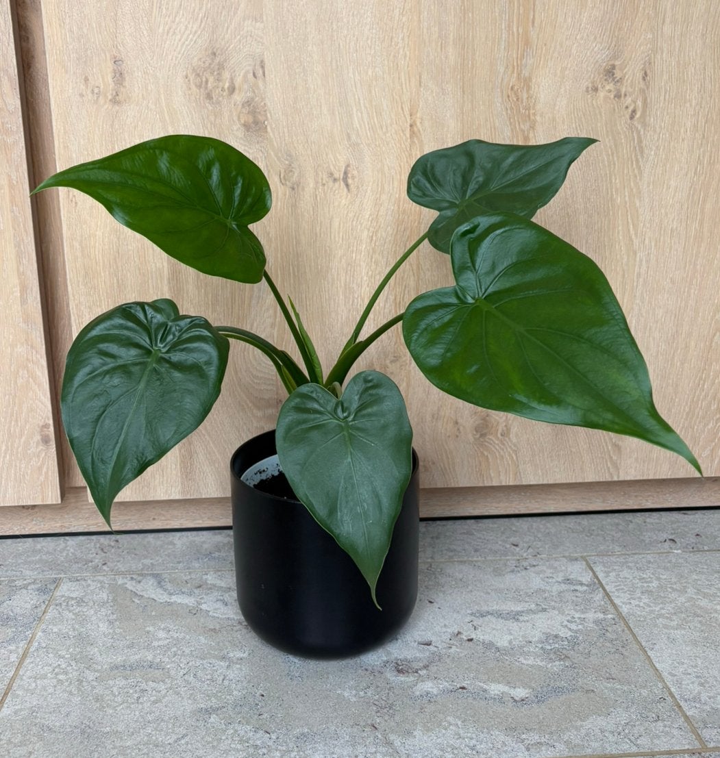 Alocasia Cucullata, Ophalen of Verzenden