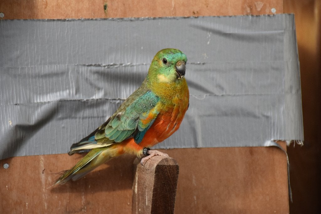 Roodrug kweekman 2025, Dieren en Toebehoren, Mannelijk, Papegaai, Geringd