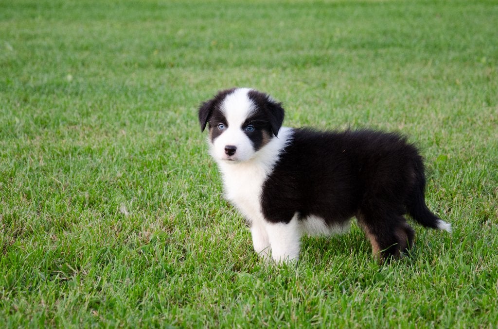 Border collie pups geboren op boerderij, Animaux & Accessoires, Particulier, Chien (mâle), Maladie de Carré (chiens), Belgique