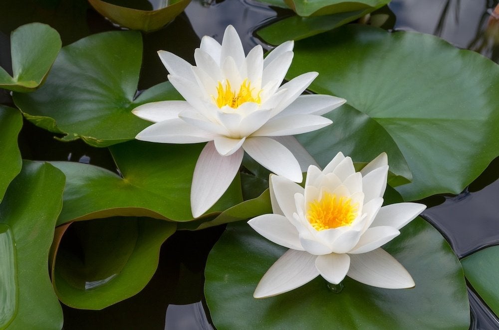 Grote witte waterlelies, Tuin en Terras, Ophalen