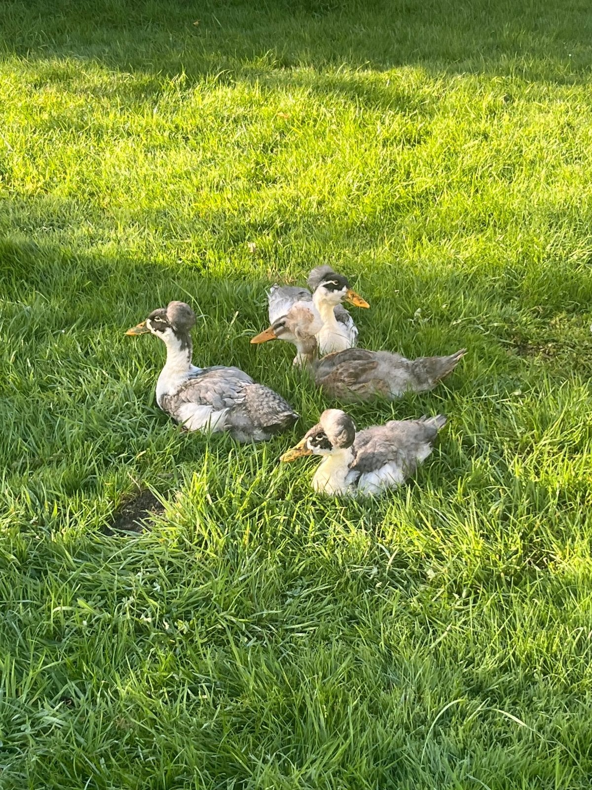 Kuif eenden, Dieren en Toebehoren