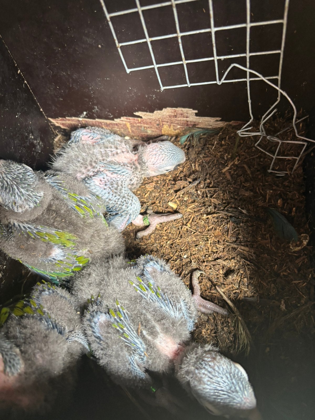 Maracana ara, Dieren en Toebehoren, Knaagdieren, Mei, Geslacht onbekend, Tam