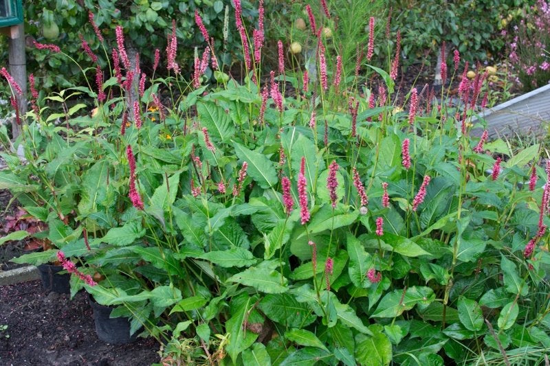vaste planten, Ophalen, Vaste plant, Overige soorten