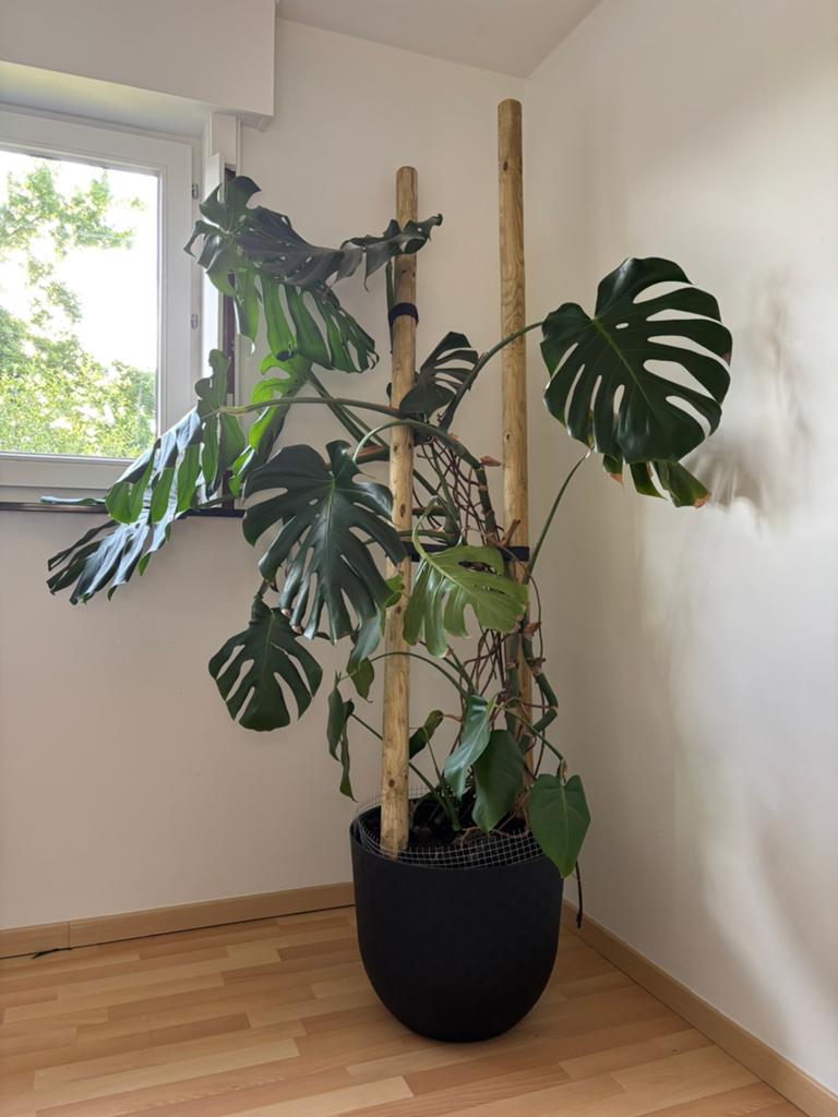 Monstera: €130,00 + olifantsoor: €50,00., Huis en Inrichting, Kamerplanten, Ophalen, Overige soorten, Halfschaduw, In pot