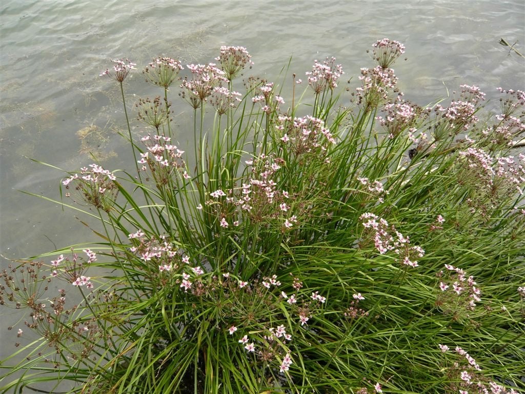 Fleur de cygne, Jardin & Terrasse, Étangs, Enlèvement, Neuf