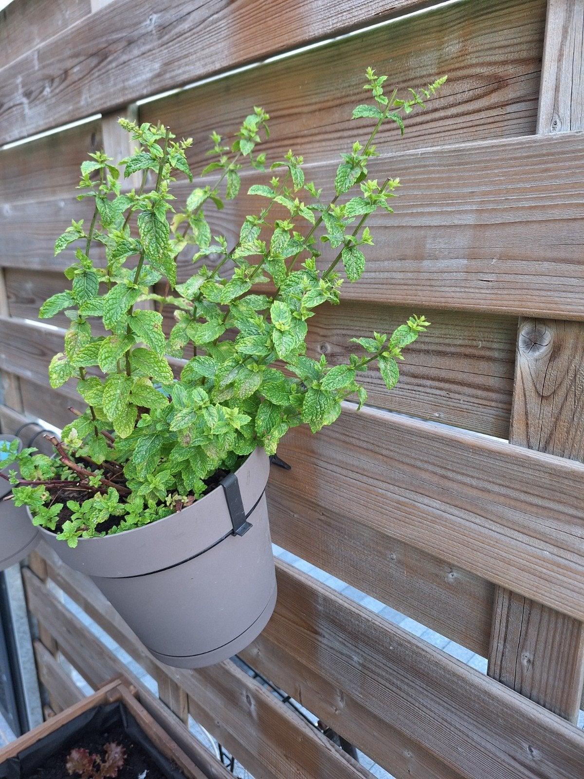 Citroenmunt, Tuin en Terras, Planten | Bomen, Ophalen, Halfschaduw