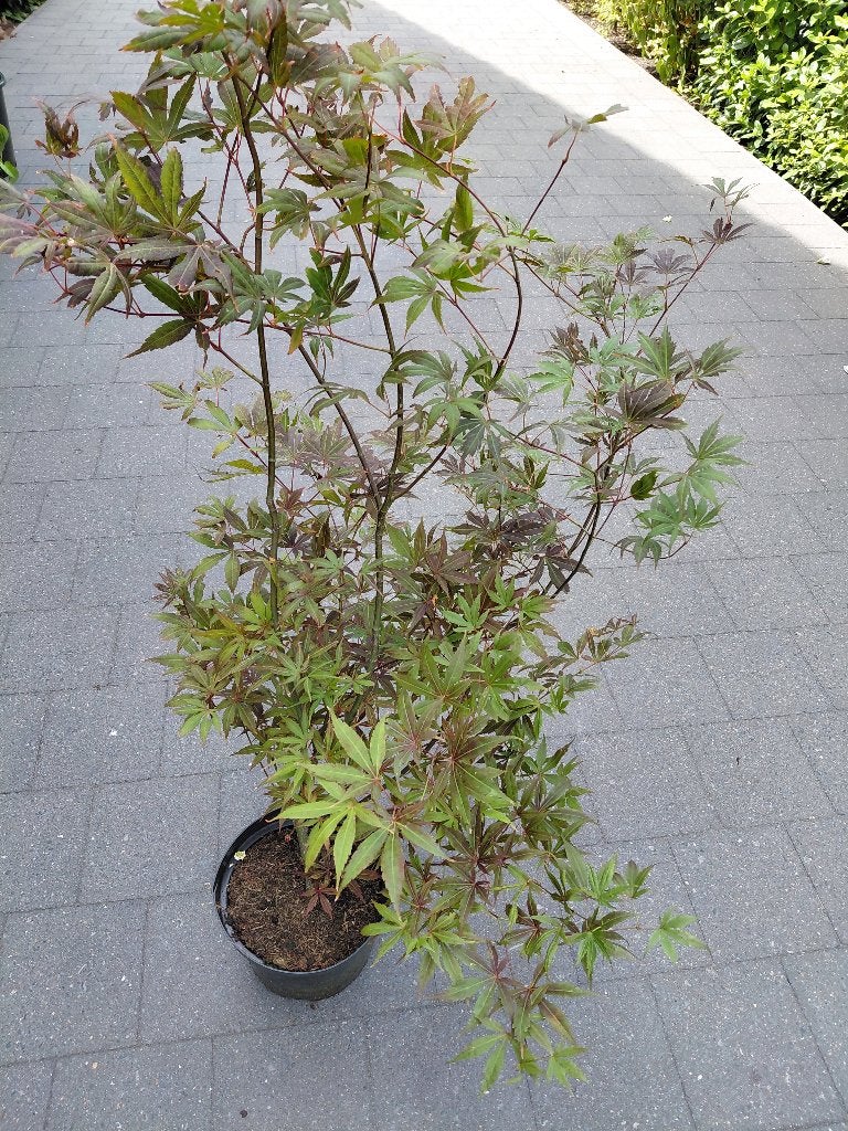 Acer Atropurpureum, Tuin en Terras, Ophalen, Halfschaduw