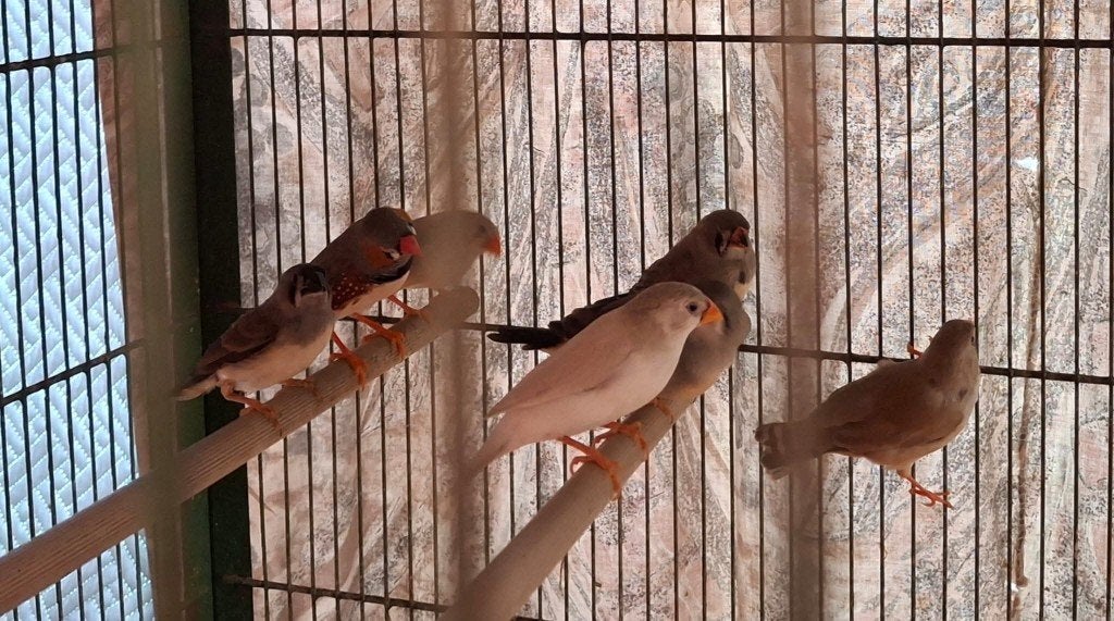 mooi koppel zebravinkjes, Dieren en Toebehoren, Vogels | Overige Vogels