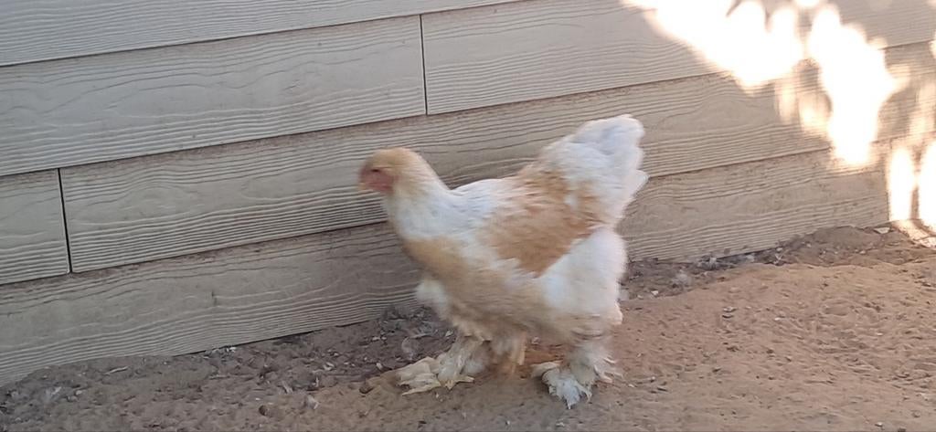 Brahma haan groothoender, Dieren en Toebehoren, Pluimvee