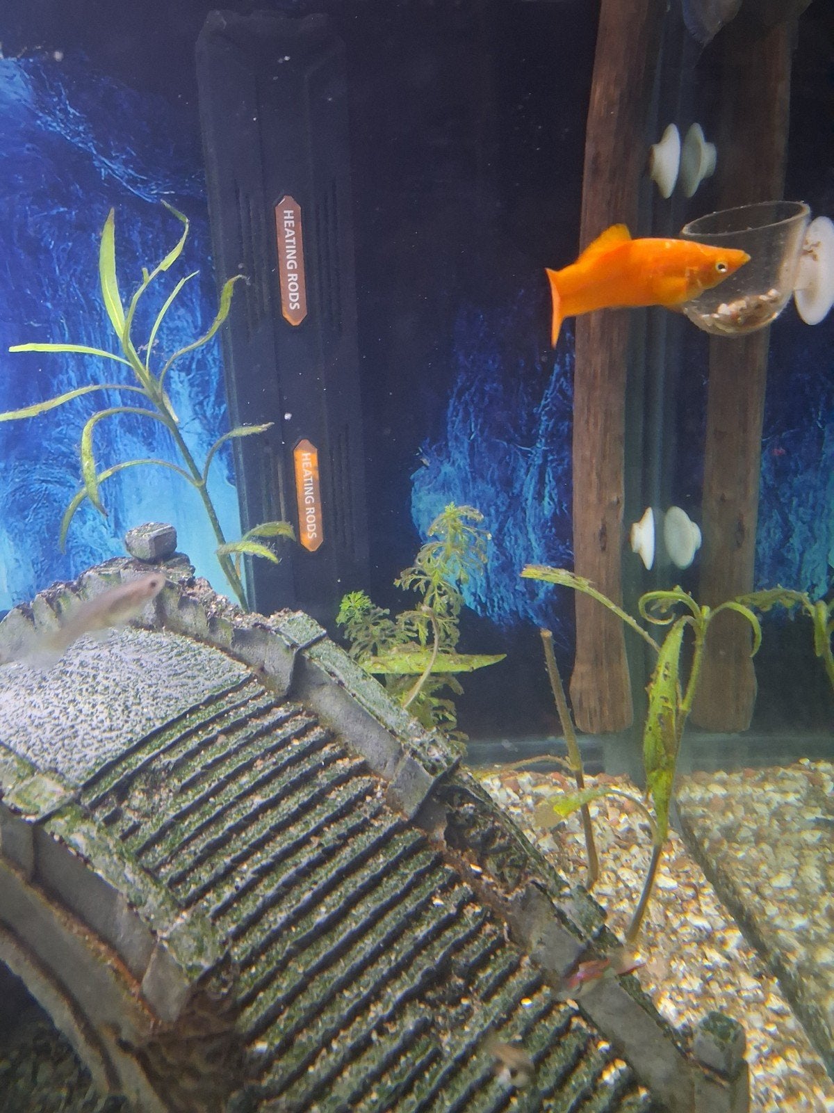 Xiphophorus mâle, Poisson, Poisson d'eau douce, Banc de poissons