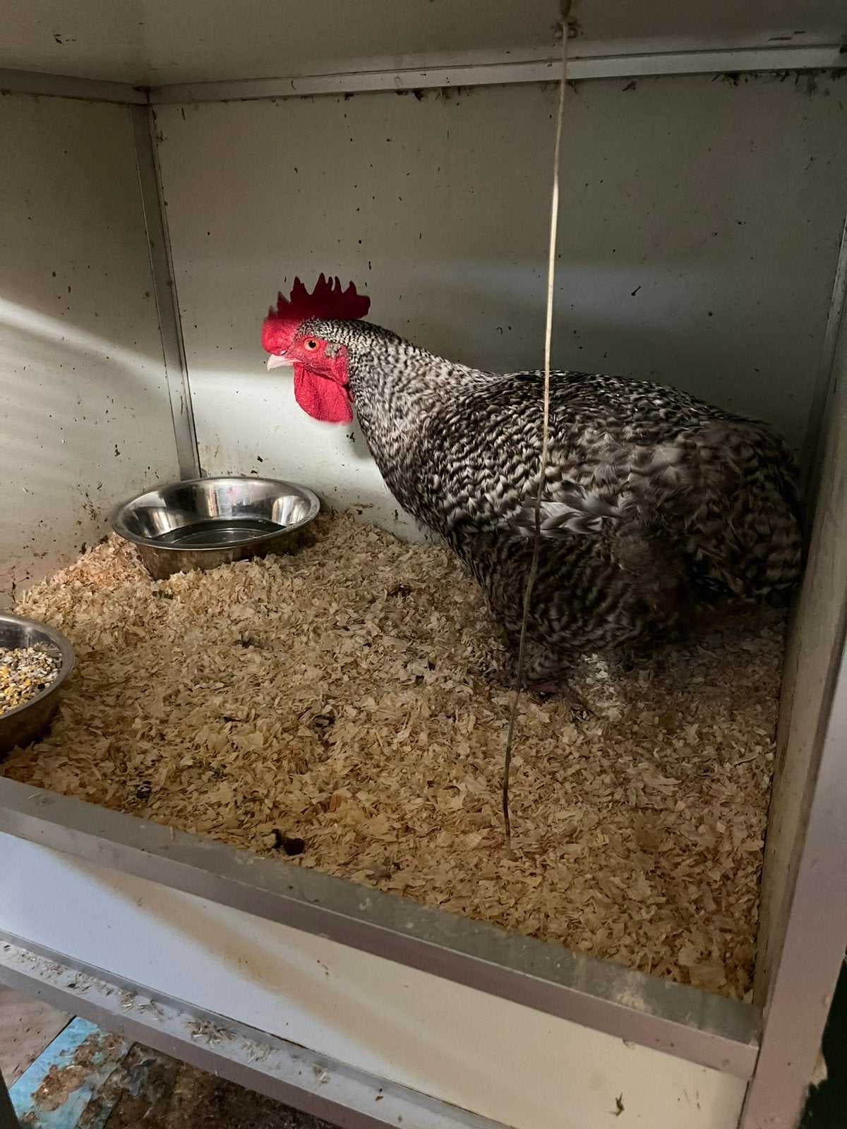 Kweekhaan mechelse koekoek, Dieren en Toebehoren, Vogels | Overige Vogels