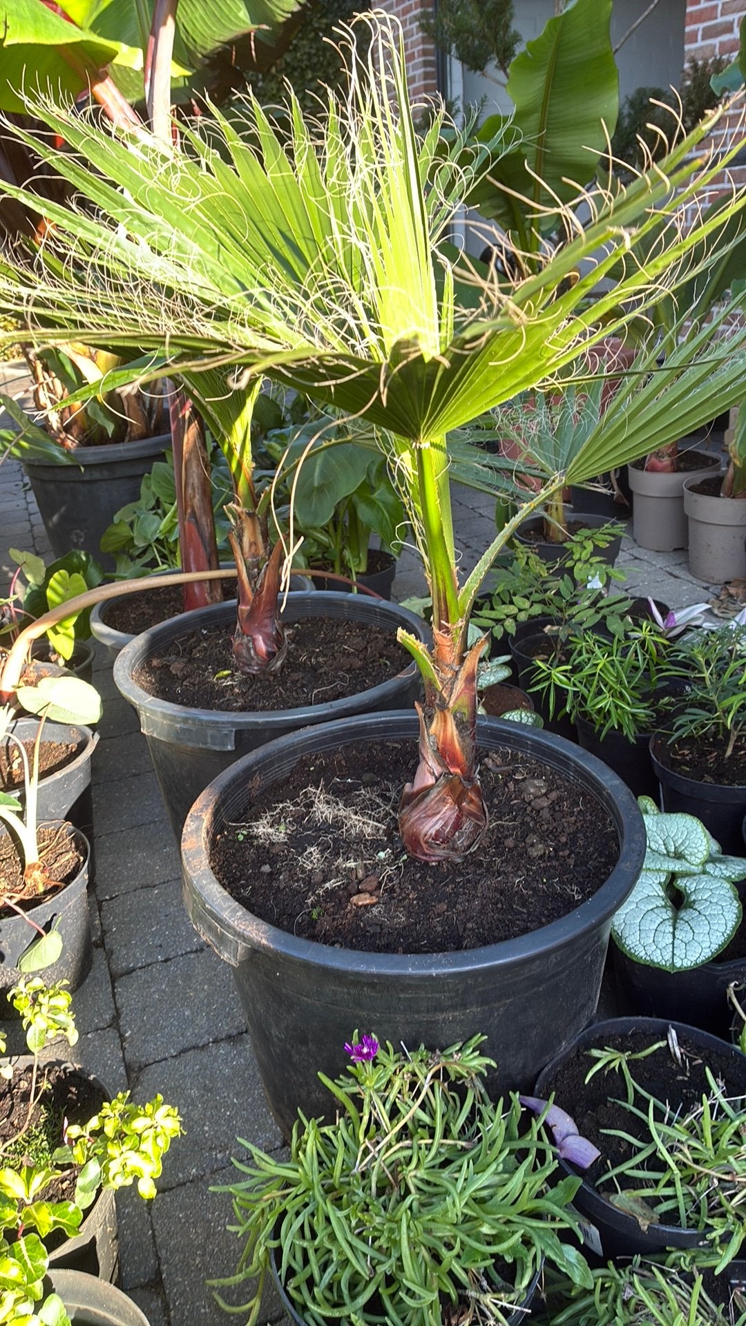 Washingtonia robusta, Tuin en Terras, Ophalen
