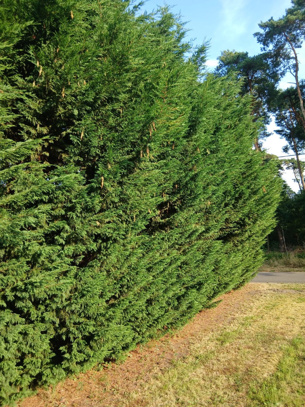 Gratis hout !!, Enlèvement